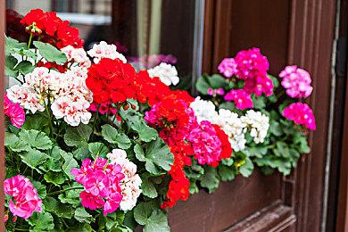 《告别回忆》系列25周年纪念作品公布 明年发售